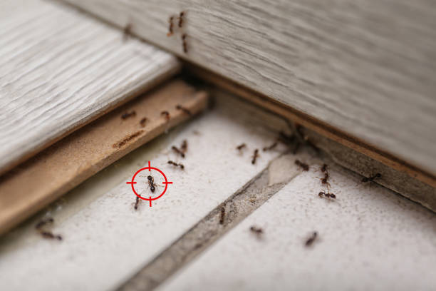 Best Pest Control Near Me  in Willacoochee, GA